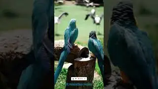 #shortsvideo #deep focus #guitar #youtubeshorts piano music relaxing video for birds sound in nature