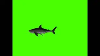 Shark Swimming Full HD - Green Screen