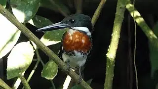 Green Kingfisher