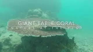 Scuba Diving in Andamans - Giant Table Coral, Andaman & Nicobar Islands, Nature at the Best