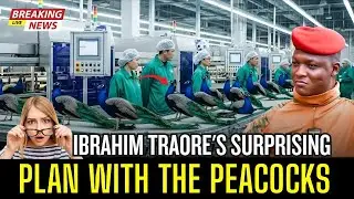 PEACOCK Farming Technique | How Ibrahim Traore Making Profit from the Most Stunning Bird