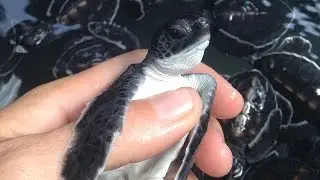 Rescued Turtle Receives Monthly Bath