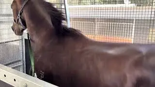 Horse going 45 kmh on an Artisan Equine horse treadmill