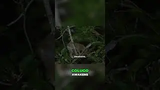 Colugo's Secret Life: Gliding Through the Night! 🦇 #shorts