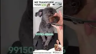 Relaxing Pet Grooming Video | Urban Pets - Pet Salon and Grooming Centre Jalandhar, Punjab