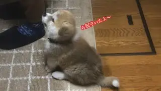ご飯できるのを待ってる姿が可愛すぎませんか