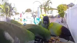 Monk Parakeets; -
