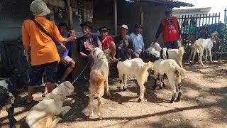🔥 UPDATE TERBARU! Harga Kambing Pasar Ngulakan Pati Rabu 17 Des 2025 - Bikin Kaget! 🐐💸