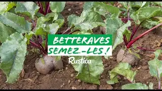 Semer de la betterave