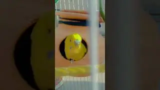 #parrot #parrots #totay