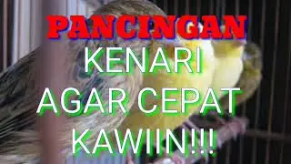 Pancingan kenari agar cepat kawin dan birahi di jamin tokcer