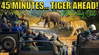 DHIKALA 45 MINUTES&hellip; TIGER AHEAD - NO WAY OUT!