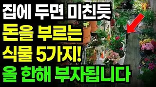 집안에 두면 가족의 건강운 재물운을 높여주는 '이 식물' 꼭 키우세요 ㅣ 여름에 키우면 복 들어오는 식물 ㅣ 식물풍수