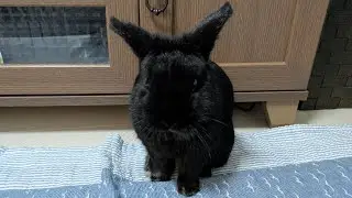ちょっとだけ、うさぎ🐰🍀ライブ #うさぎ #ネザーランドドワーフ #rabbit