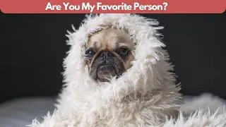 7 Signs You Are a Pug Dog's Favorite Person