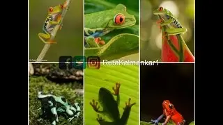 Save the Frogs Day