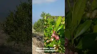 ن شيراص بعض مناطق ظفار Dodonaea angustifolia الشث أو الشت، الشحس، وزيتون الرمل،  بالدودونيا