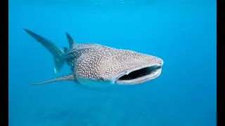 Trixie the largest female whale shark at Georgia Aquarium is dead