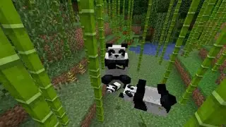Feeding A Panda For The 1st Time