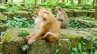 Daily life of mother monkey Rose and baby monkey Rainbow