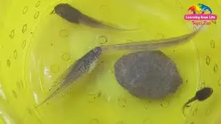「吃」掉外來入侵種~不同齡「龍蝨」各有所好！