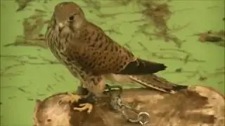 Falconry, Raptors nocturnal and diurnal