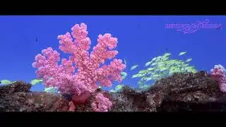 Soft Corals and Bluestripe Snappers (Lutjanus kasmira)