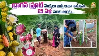 Planting 15+ varieties of dragon fruit plants/ ఇవి తప్పకుండ చెయ్యాలి ..@MADGARDENER