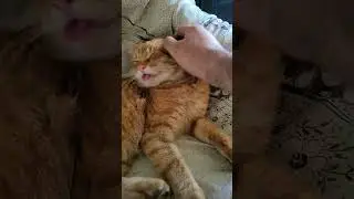 #2025 #cat #donald #ua #music #animals #бідні бо дурні ...ну це не про наших;)