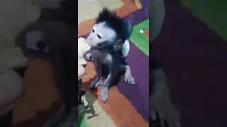 klo makan pasti mau tidur ni upin