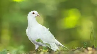 Elaris- ❤️ Pro holoubky s láskou ❤️🕊️ –Emotivní akustický folk duet/ Emotional Acoustic Folk Duet