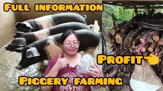 Complete information for piggery farming /for biggener#villagevlog #piggerybusiness