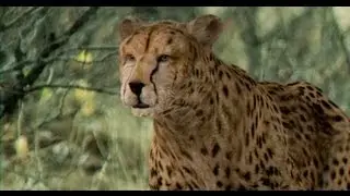 Cheetah 3D Model by NoneCG