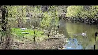 Painted turtle in the wilderness pond.