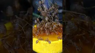 Nature's Buffet: Weaver Ants Feasting on Sweet Drops