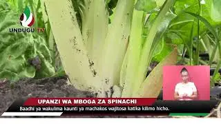 KILIMO NA UNDUGU: UPANZI WA MBOGA ZA  SPINACHI
