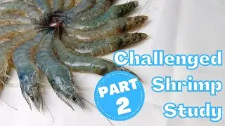 Challenge Shrimp Study Part 2 | Growing shrimps with untreated water