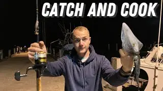 Squid CATCH AND COOK in AUSTRALIA