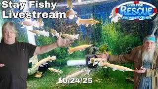 Stay Fishy Friday livestream  10/24/25