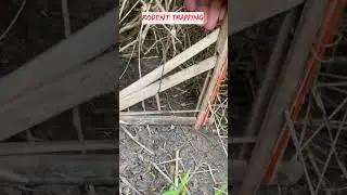 rat trap #hunting #survivalskills #fishing #bushcraft #primitive #camping #bushcraft shelter #fyp