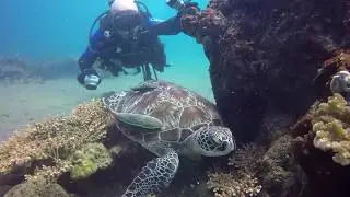 Diving in Philippines 2018 Luca's Sanctuary HD 1080p