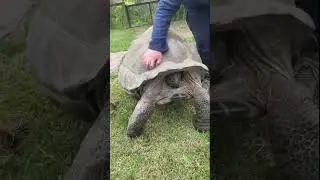 Tortoise at the Nashville Zoo gyrates after having shell scratched