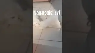 Van Kedisi Evi(ヴァン猫の家) #東トルコ