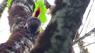 Red-necked Woodpecker (Campephilus rubricollis), Sadiri Lodge, Madidi NP, Bolivia