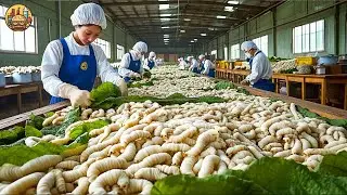 SilkWorm Farm | How Billions of SilkWorm for silk | Silk Cocoon Harvest Processing Factory