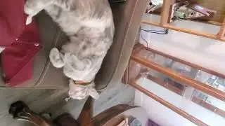 OMG, BELLA! Miracle Kitten, afraid of NO dog or cat or person, now! 😍 Bags of confidence, affection!