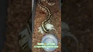 WARNING ⚠️ LIVE FEEDING #warning #live #feed #feeding #feedshorts #feeds #shorts #short #viral #ball
