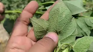 Difference between Leaf curl viral disease vs Blue disease | White fly vs Plant hopper