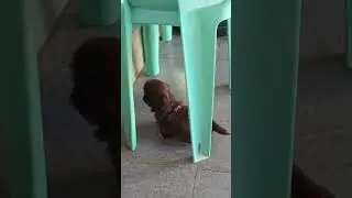 practice lng mag walk mom!🥰🥰🥰@maxieesjourneyt.v9487