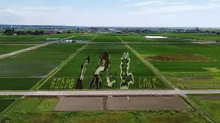 八郎潟町　田んぼアート空撮2021